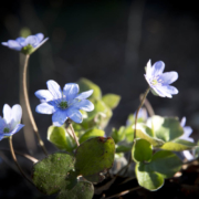 Leberblümchen im Striegistal