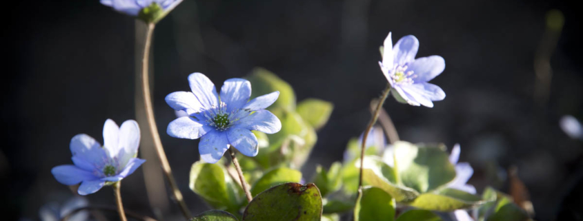 Leberblümchen im Striegistal