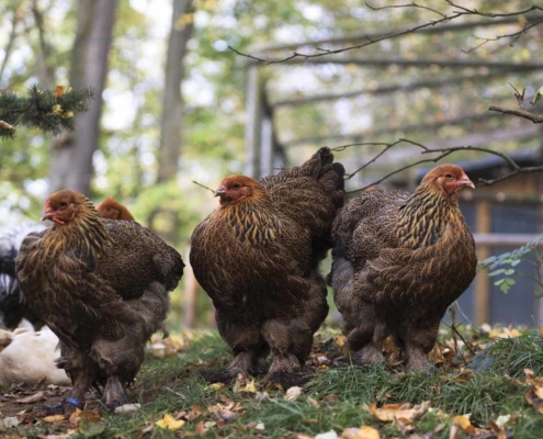 Hühner am Waldhaus Kalkbrüche