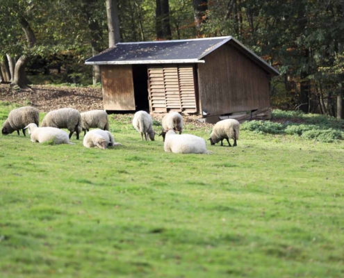 Schafe beim Waldhaus Kalkbrüche